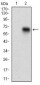 CD68 Antibody