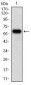 TIE1 Antibody