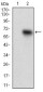 TIE1 Antibody