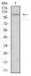 TIE1 Antibody