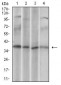 CD68 Antibody