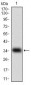 MSTN Antibody