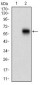 CAMK2G Antibody