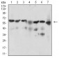 BACE1 Antibody