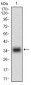 MSTN Antibody