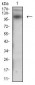 DSG3 Antibody