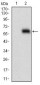 HOXB4 Antibody