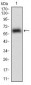 EPCAM Antibody