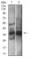 EPCAM Antibody