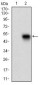 PLA2G12A Antibody