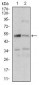 DAPK3 Antibody