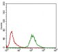 KHDRBS2 Antibody
