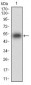 KHDRBS2 Antibody