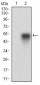 CAV2 Antibody