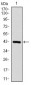 PPP1CB Antibody