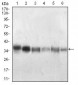 PPP1CB Antibody