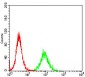 CCNE1 Antibody