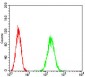 HPRT1 Antibody