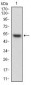 HPRT1 Antibody