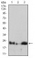 HPRT1 Antibody