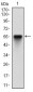 EIF2AK2 Antibody