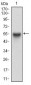 RAB27A Antibody