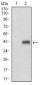 MLANA Antibody