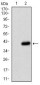 CD36 Antibody