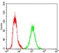 XRCC6 Antibody