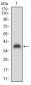 SHC1 Antibody