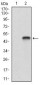 SHC1 Antibody