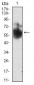 SHC1 Antibody