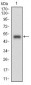 RANGAP1 Antibody