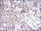 UBE2C Antibody