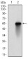 UBE2C Antibody