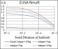 RPS6KA2 Antibody