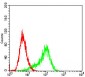 RPS6KA2 Antibody