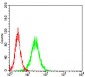 RBL2 Antibody