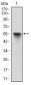 RBL2 Antibody