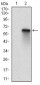 RBL2 Antibody