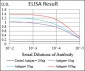 HSF1 Antibody