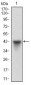 HSF1 Antibody