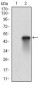 HSF1 Antibody