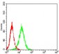 VTN Antibody