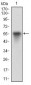 VTN Antibody