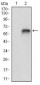 VTN Antibody