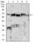 XRCC6 Antibody