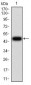 VIL1 Antibody