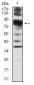 VIL1 Antibody