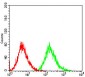 PTPN1 Antibody